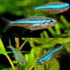 Green Neon Tetra