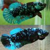 Avatar Halfmoon Short Fin Plakat Male