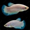 Blue Rim Halfmoon Short Fin Plakat Female