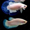 Blue Rim Halfmoon Short Fin Plakat Pair