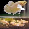 24K Gold Dumbo Halmoon Plakat Female