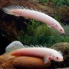 Albino Senegal Bichir - 10cm