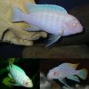 Albino Cobue Afra Cichlid