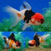 Oranda Tricolour