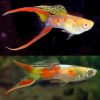 Albino Double Sword Tail Endler Guppy Male