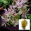 Hyptis Laciniata Pot