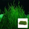 Flame Moss Mesh Square