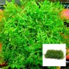 Peacock Moss Mesh Square