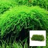 Pilo Moss Mesh Square