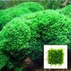 Pellia Moss Mesh Square