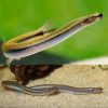 golden whiptail kuhli loach