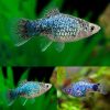 Blue Calico Platy
