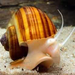 albino chestnut mystery snail