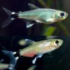 Dawn Tetra Para Tetra
