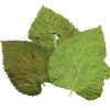Mulberry Leaf Dried 3-5 Leaves