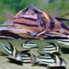 Parallelus Cory Catfish