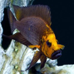 gold face compressiceps 3-4cm