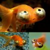 celestial eye goldfish 7cm