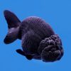 Black Ranchu Lionhead Jumbo