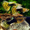 Yellow Dragon Tuxedo Guppy Pair