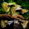 yellow dragon tuxedo guppy male
