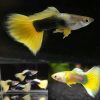 Tuxedo Yellow Guppy Male