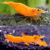 Sunkist Cherry Shrimp- 1cm