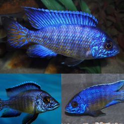 Royal Blue Peacock Cichlid