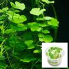 Hydrocotyle Leucocephala Tissue Culture