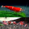 Super Crystal Santa Red 1-2cm