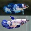 blue marble female betta