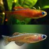 Neon Red Blue Eyes Pair
