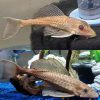 Chocolate Pleco Catfish
