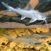 Salmontail Catfish