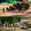 False Leopard Frog Pleco Catfish L202