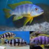 Thick Bar Sunshine Cichlid