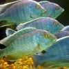 Venustus X Dolphin