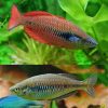 sunset dwarf rainbowfish 4cm