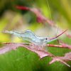 Darwin Red Nose Algae Shrimp