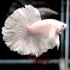 giant platinum dumbo betta male