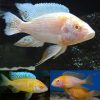 Albino Peacock Cichlid