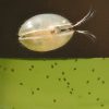 Live Seed Shrimp Ostracod / Culture