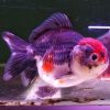 Oranda Ignot Yuan Bao Assorted