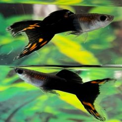 Black Flame Lyretail Guppy