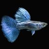 Blue Grass Guppy Male