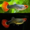 tuxedo koi guppy female