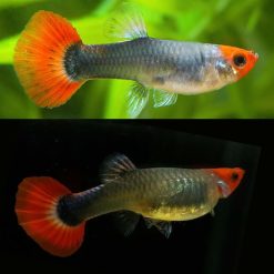 tuxedo koi guppy female