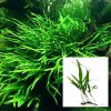 Java Fern Trident Leaf Medium
