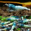 Blue Steel Shrimp - 1cm
