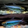 Tetra Purple Rio Metae